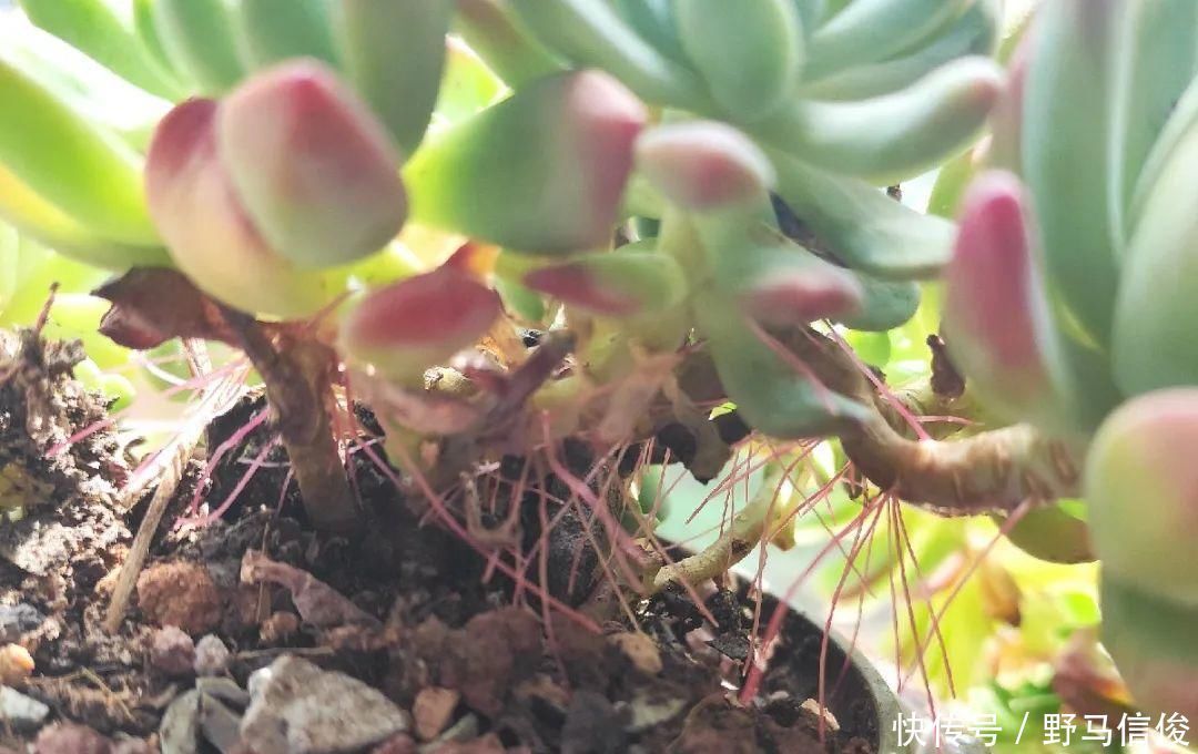 红掌|茉莉花扦插有机关,砍这一段枝条,插土里3天就活