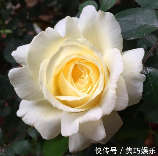 很冷门,但很好看的10款月季,与众不同最配你