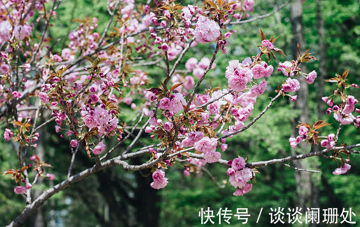 虎年|12月下旬，喜鹊报喜，身边好运相随的生肖