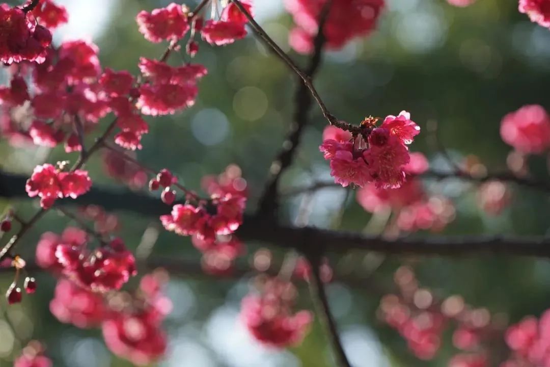 你们等了一年的樱花，开了