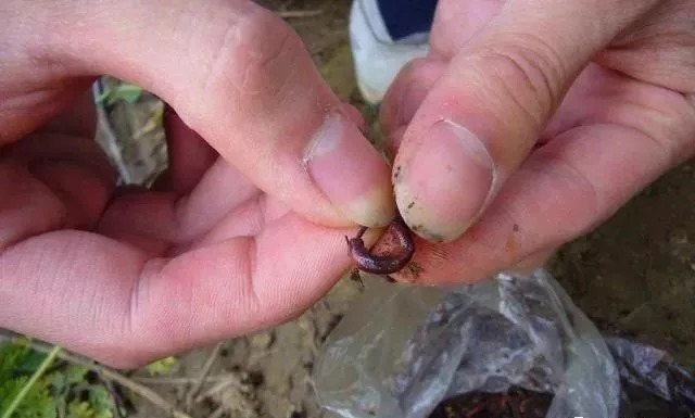 垂钓|蚯蚓钓鱼二十年,到现在才知,一半钓鱼人都忽视了这用法,包括你