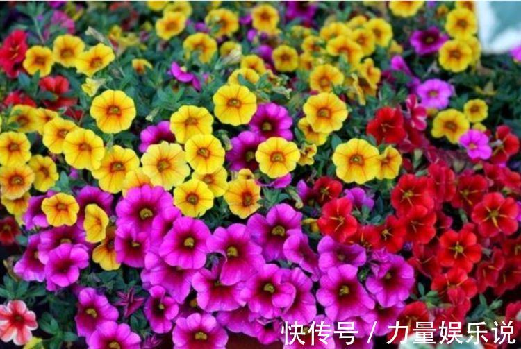 开花最香的4种花,家里养一盆,适应性强、花朵绚丽多彩