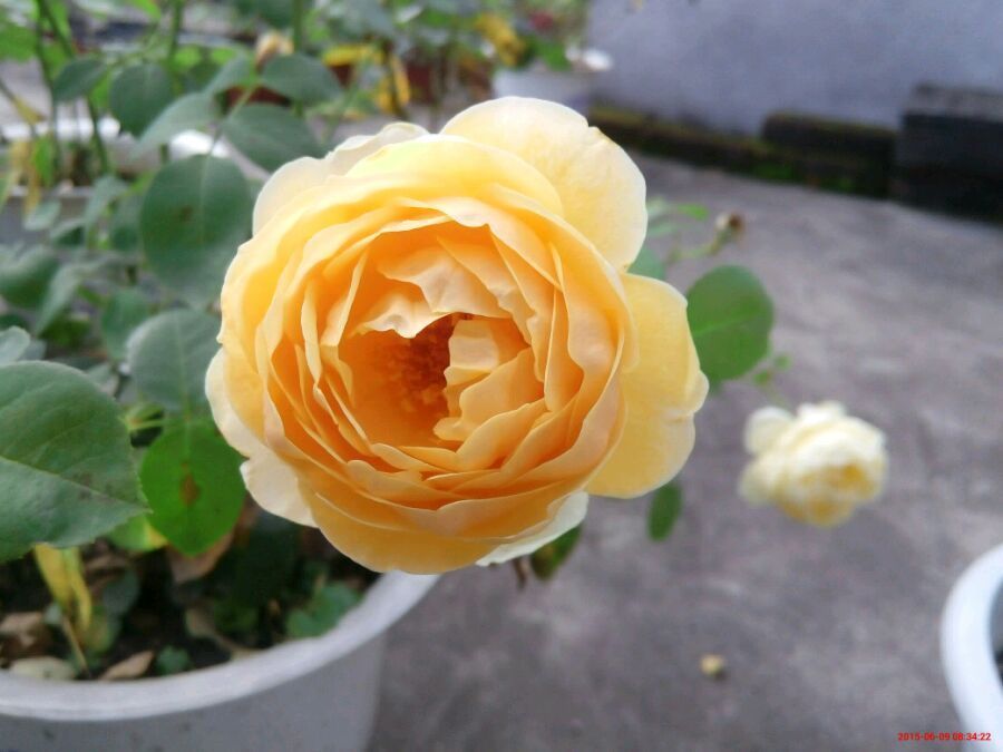 可以盆栽的“玫瑰花”，花朵美丽，四季常开，种植容易，养花选它