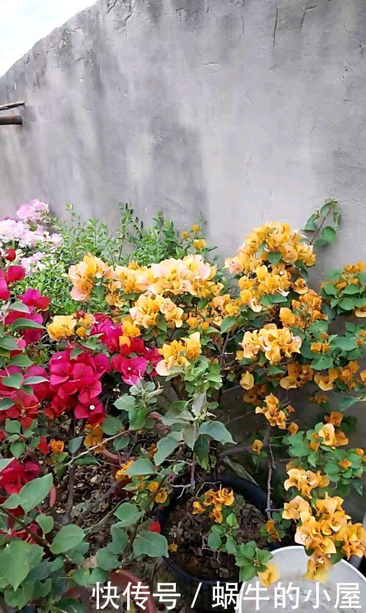 院子一半强光一般阴凉,那就养这6种花,喜阳耐阴好养活