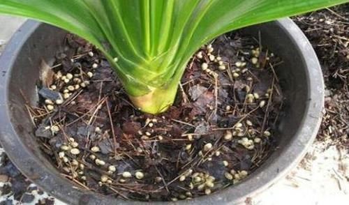 黄叶|想要酸性土养花该怎么弄兑点它们,喜酸植物不再黄叶掉花苞