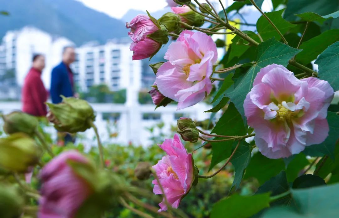 木芙蓉|满园芬芳！保康芙蓉，花色正艳