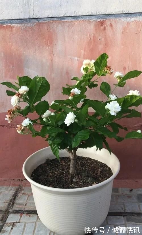 春剪|茉莉花栀子花的修剪,记住“冬轻春重”,分枝长的多,开花不停歇