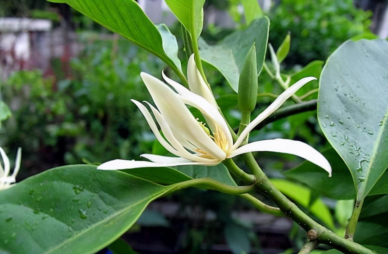 玉兰花盆栽怎么养