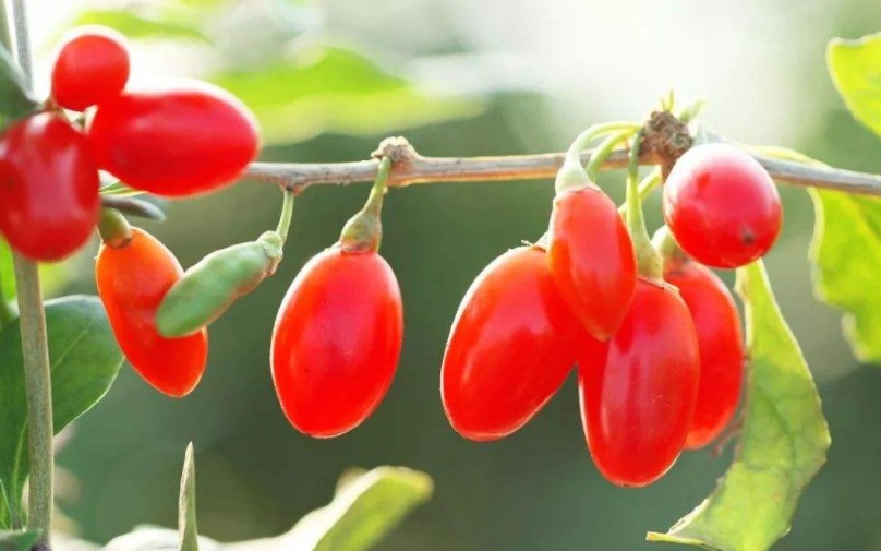 桑葚子|枸杞可以补肾吗配上什么可以补肾,枸杞日常小妙招