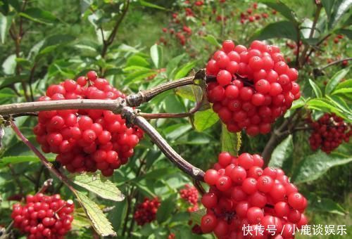 农村一种树,全身都是宝,用它泡酒用,治疗风湿有奇效