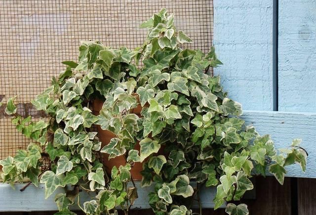 卧室养7种“植物”，放一盆，空气好，睡眠好，好养漂亮长爆盆