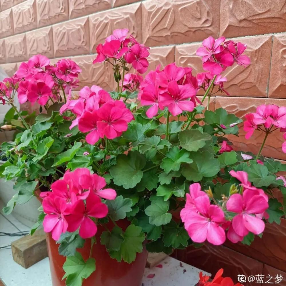 休眠|9种花，必须低温春化，冻满1个月以上才行！