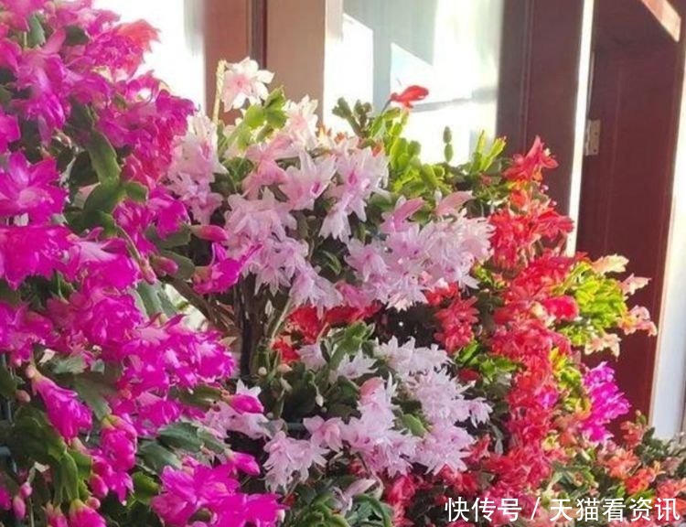 铁海棠|4种花现在养刚刚好,开花很漂亮,浇水就疯长,夏季也能疯长不停