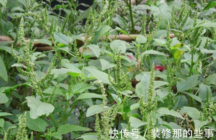 野草|农村一种超酸的野草,药用价值很高,俗称为金不换