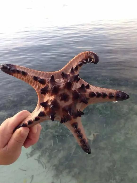 海鲜|渔民整理的海鲜大全,以后再也不怕不认识海鲜了