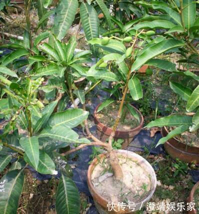 4种“果核”不要扔，埋土里，5天之后“惊喜”不断，观叶又收果！