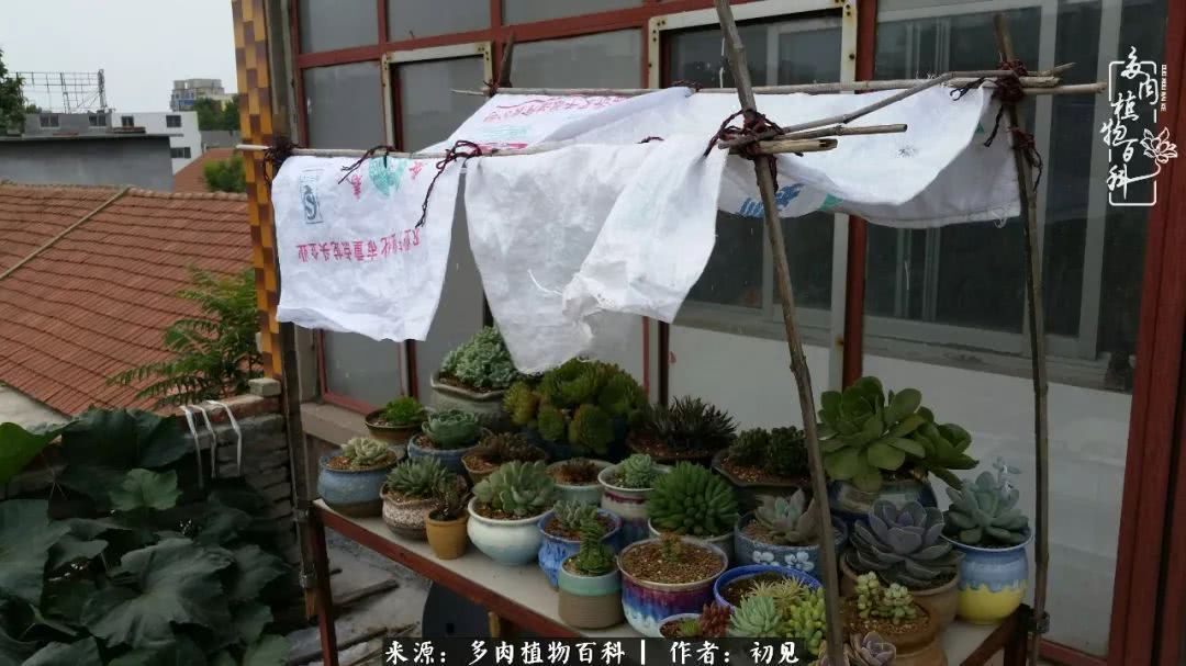 养多肉四周年，从初见到爱恋！幸福一直藏在浅薄的日子里！