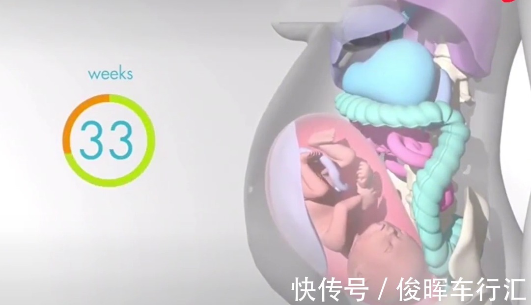 胎宝|怀孕之后，胎儿把妈妈的内脏挤到哪去了？十张高清图带你了解