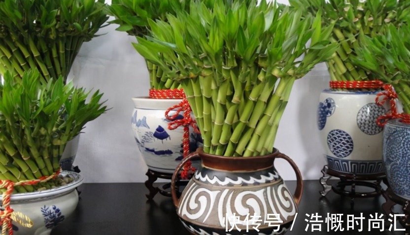 富贵竹水培爱黄叶，用了不少办法都难改善，不如试试它