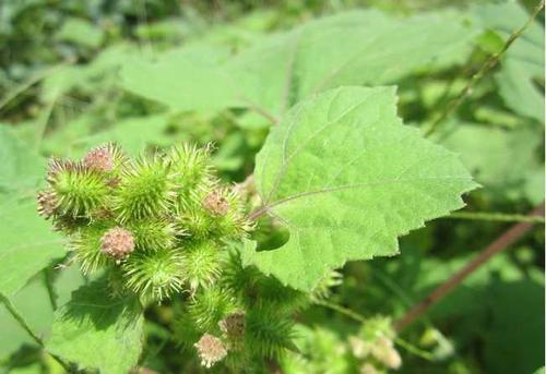 神农本草经|田里的这种野草,农民见到就想除掉,谁知到现在千金难买啊