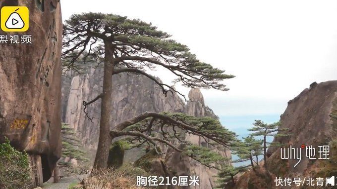 千年黄山迎客松每年都在长高，网友神回复：请分享长高秘诀