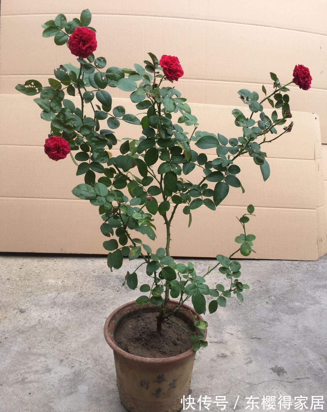 养分|9月降温，养月季希望花叶窜爆盆，万万不能忽略这4点