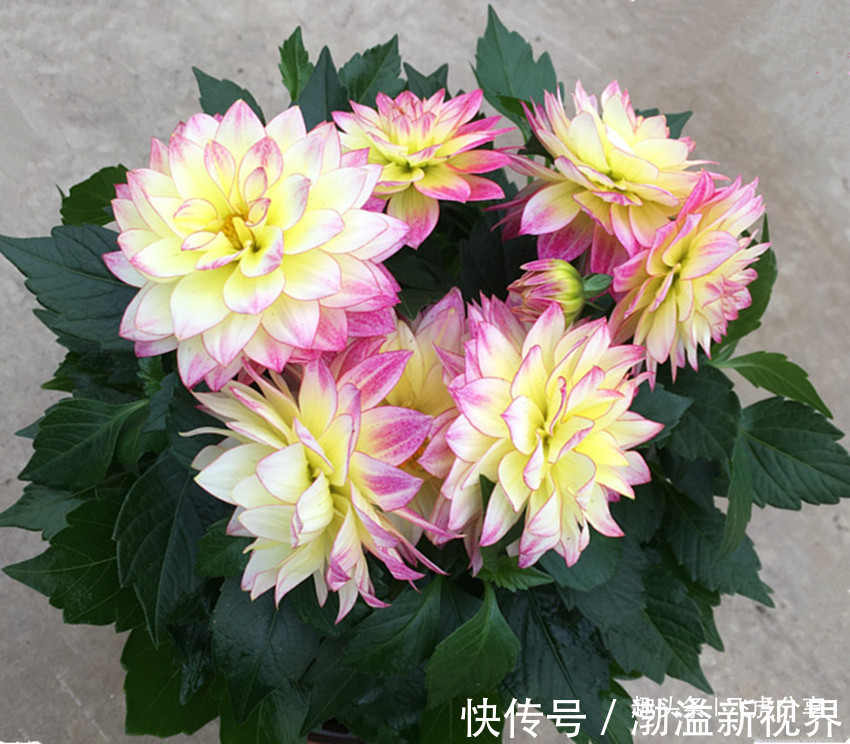 牡丹花|好养又漂亮的四种花,20元钱买三盆,比牡丹好看,味香又养眼