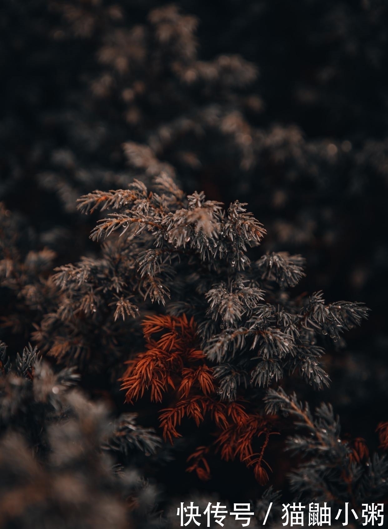 寒彻骨|孟郊的代表作《苦寒吟》，黑暗、孤独、绝望，开篇4句读完寒彻骨