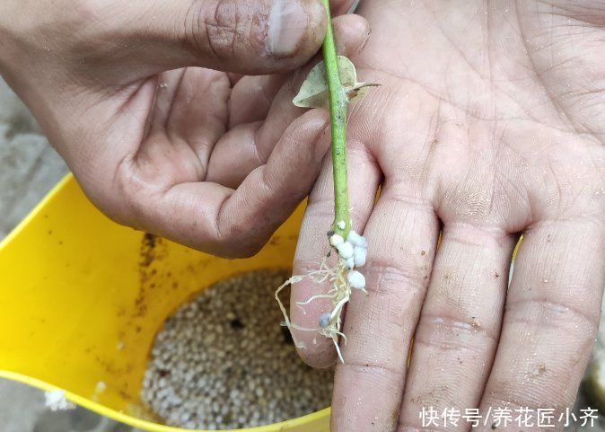 改善|夏天扦插易“黑杆”?原因很简单,通过4点就能改善,新手试一下