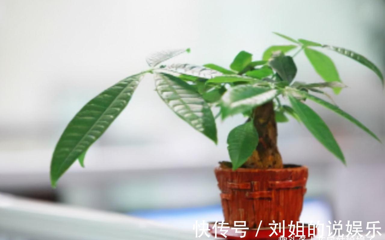 8种需要冬天“停水”的花,再浇水,可能会要了它们的命