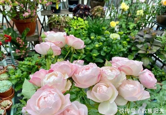 5月养月季，“一剪二施三喷”，月季积累“能量”，持续开爆花！