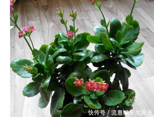 花量|养花就要养这“3种”,不仅花量大花期还长,比绿萝还好养!