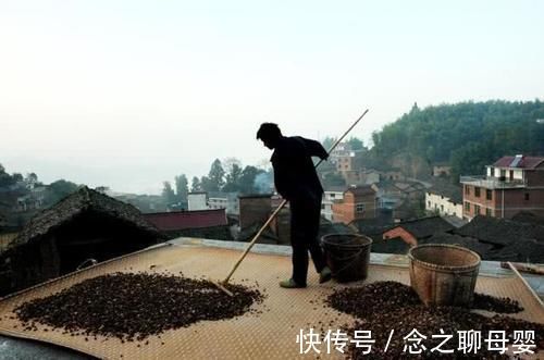 食用油|野生一斤100元，种植一斤70元，极受欢迎，越来越多农民种植