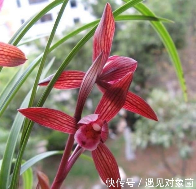 醉红素兰花|“云南色花之王”醉红素,花色顶级,香味持久,开花后自带仙气