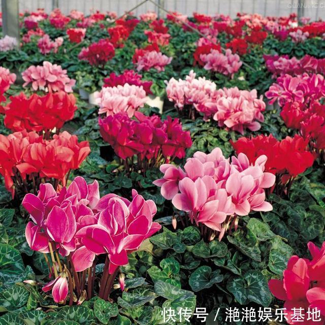 金边吊兰|11种“吉祥花”,“穷养”才养得好,用小盆少浇水,反而旺得很