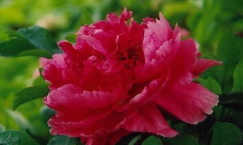 光叶子花|推荐新手养的4种花,全年都开花,花量巨大,气味芬芳