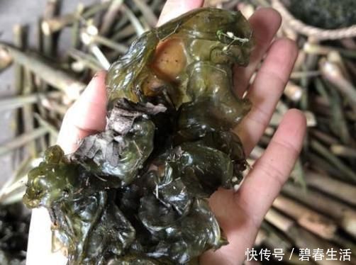下雨|下雨后才长大,以前捡了一个小水桶,现在一斤高级菜卖70元,不是吗