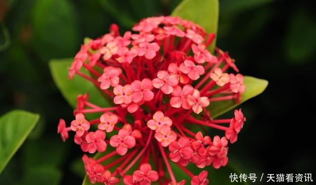 贱花|养花就养3种“贱花”,耐热耐晒更耐旱,满屋都飘香,夏天也爆盆