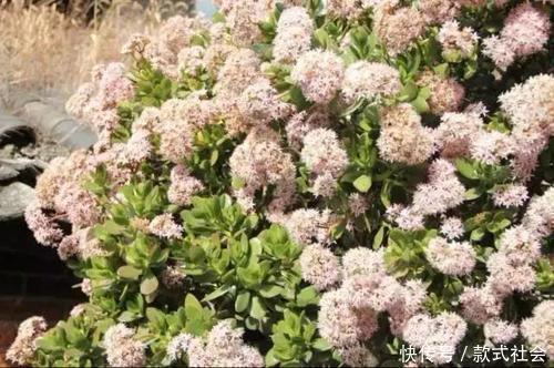 “6种旺财花”,房子小也要养1盆,开花更是好兆头,富贵吉祥