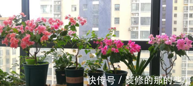 不死鸟|这4种花草是出了名的“养不死”，人人均可入手，不用怕收空盆