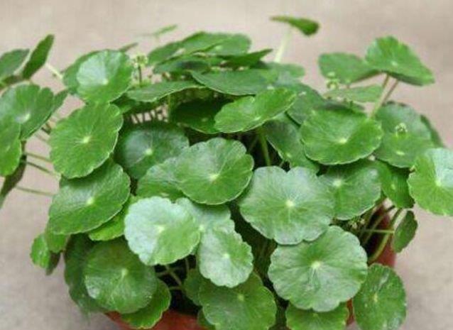 鼠尾|4种花是懒人的最爱,不用费心,就能长的特别好,花开不断