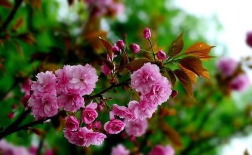 日本晚樱和海棠之间的区别在哪？