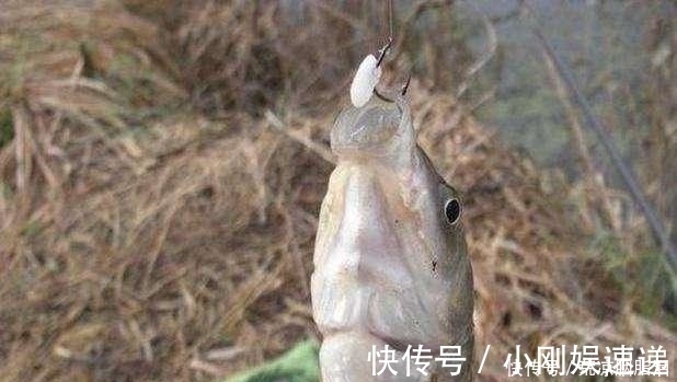 小鱼|剩米饭钓鱼老是钓不到、钓不好,这几个细节没做到,当然效果不行