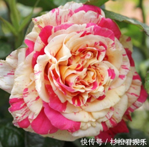 条纹|喜欢菊花，不如养盆“月季精品”贝尔公园，花朵亮粉色，带橙色调