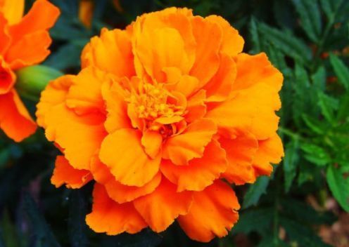 喜欢玫瑰,不如养盆“精品”烛光,开花似美人起舞,比“菊花”美