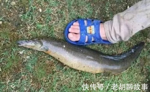 水库泥鳅精!广东水库老乡钓起“巨鳅”,当地人几十年没过了