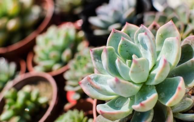 送给那些养花，却总是把花养死的人