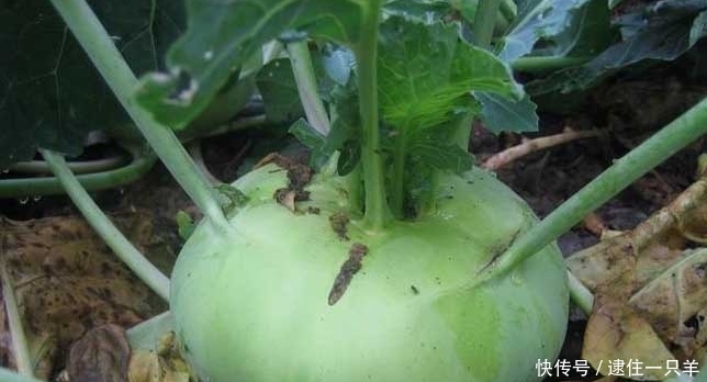 这种野菜长得像萝卜 在古代作为军粮 名字也很有趣吃 诸葛菜 全网搜 这种野菜长得像萝卜 在古代作为军粮 名字也很有趣吃 诸葛菜 全网搜
