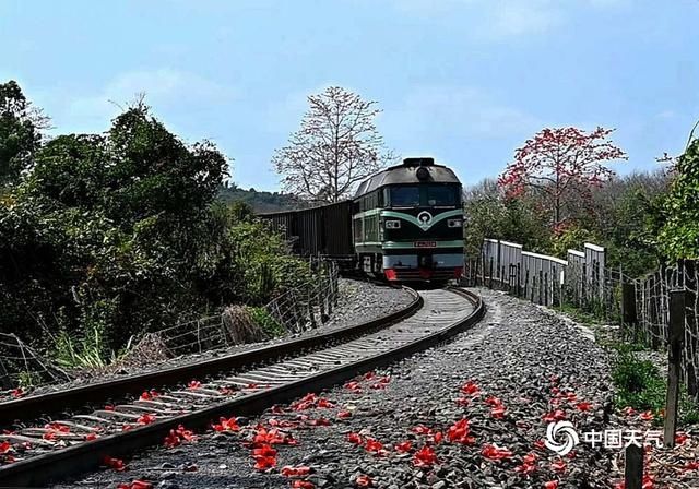 海南昌江：木棉花进入盛开期 花朵绽放红似火