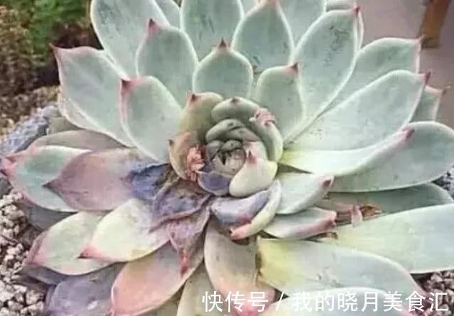 多肉植物得黑腐病是什么原因造成的,学会7个方法可预防此病害